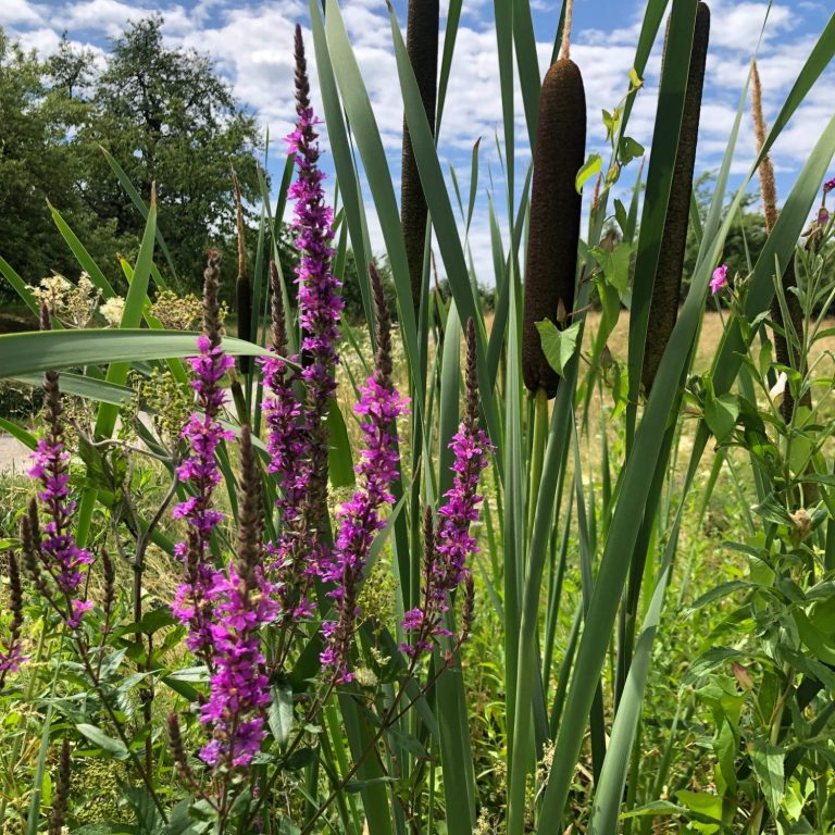 Moosbedeckte Erde um einen Baum im Wald, umgeben von grünen Blättern und Ästen.