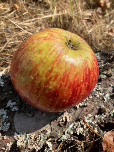 mittelgroßer Apfel mit einer gelben Schale mit leuchtend roten Sprenkeln.