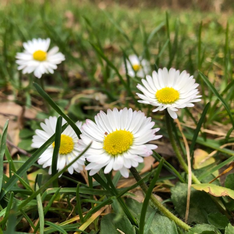 Weißes Gänseblümchen mit gelbem Zentrum, umgeben von grünem Gras.