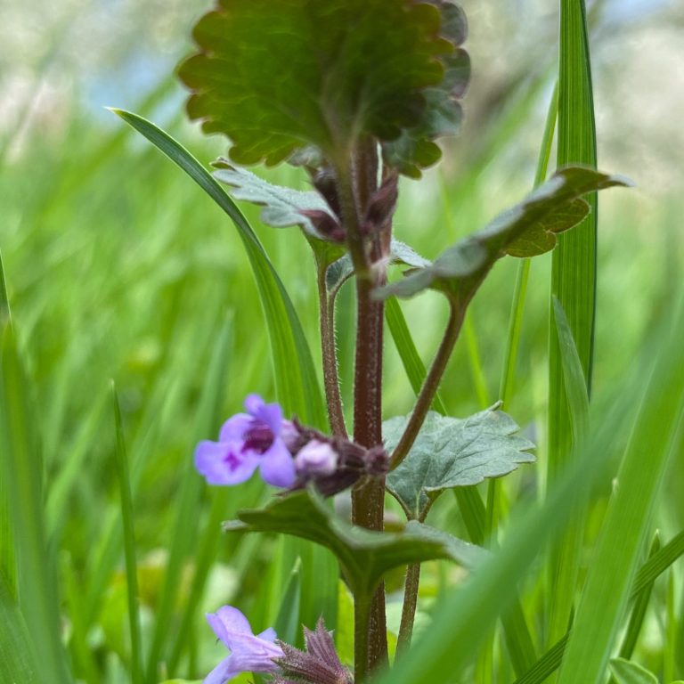 Lila Blütenpflanze - Gundermann - mit grünen Blättern, umgeben von Gras.