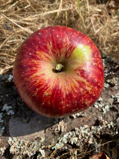 Die Gewürzluike ist ein mittelgroßer Apfel. Die Schale ist gelbgrün und von einer braunroten Deckfarbe mit kräftigen, roten Streifen.