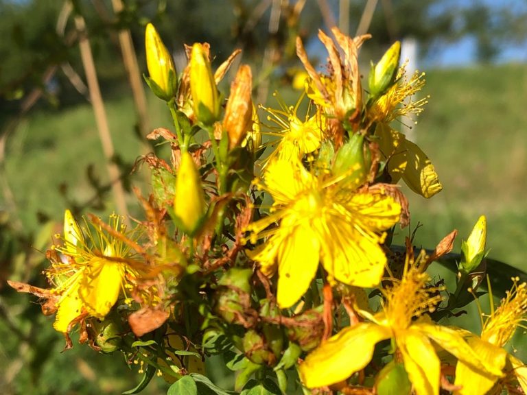 Gelbe Johanniskrautblüten mit grünen Blättern im Hintergrund.