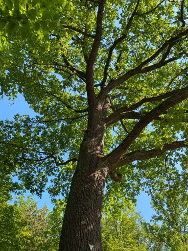 Hoher Baum mit grünen Blättern und blauem Himmel im Hintergrund.