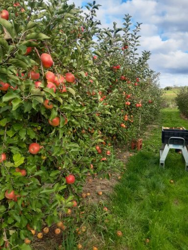 Rote Äpfel hängen an Bäumen in einem Obstgarten, grüner Rasen zwischen den Reihen.