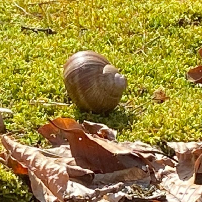 Eine Schnecke mit spiraligem Gehäuse auf grünem Moos und herbstlichen Blättern.