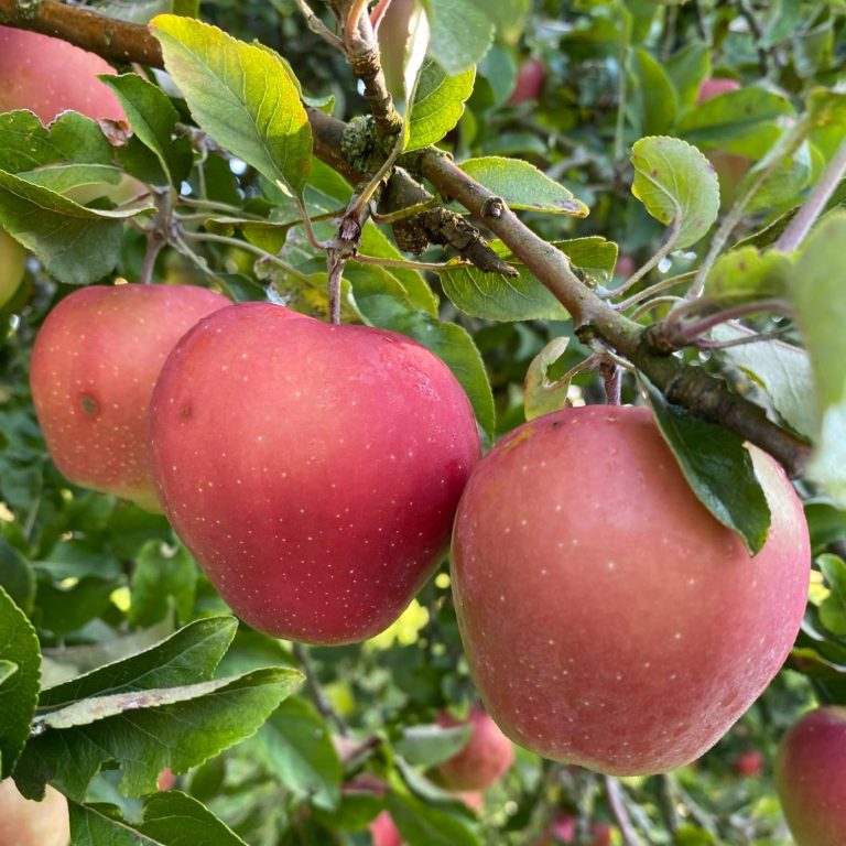 Drei rote Äpfel hängen an einem grünen Baumzweig gewachsen. Sorte Gloster