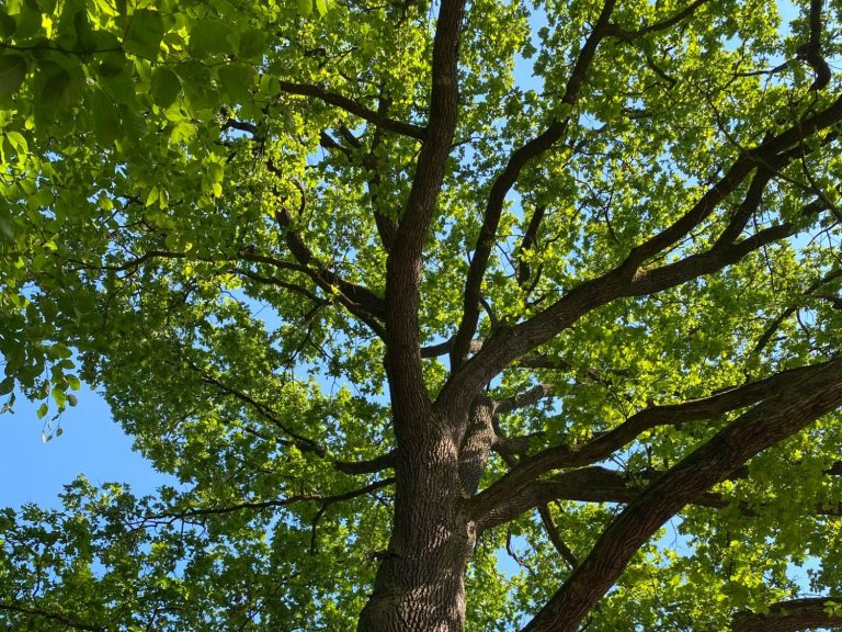 Grüner Baum mit ausladenden Ästen vor blauem Himmel.