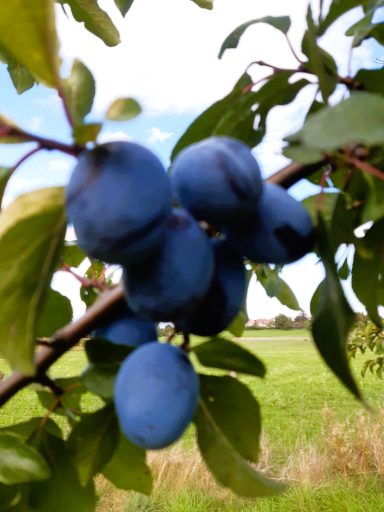 Blaue Pflaumen hängen an einem Ast mit grünen Blättern im Hintergrund.