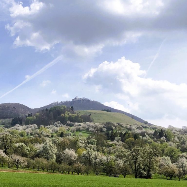 Blühende Bäume vor sanften Hügeln unterhalb der Burg Teck.