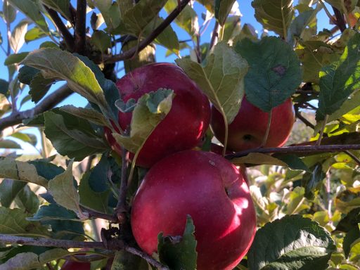 Rote Äpfel hängen an einem Baum umgeben von grünen Blättern.