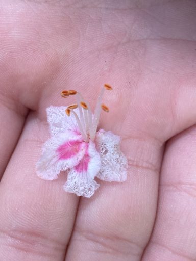 Eine zarte Kastanienblüte mit rosa und weißen Kronblättern, auf einer Handfläche gehalten.