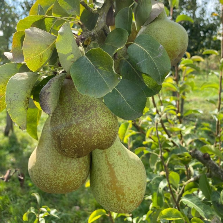 Reife Birnen hängen an einem Baum in einer grünen Landschaft.