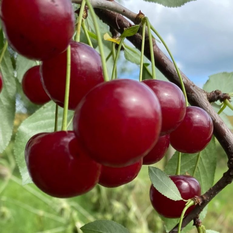 Hellrot leuchtende Sauerkirschen an einem Zweig mit grünen Blättern.