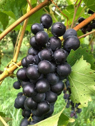 Reife blaue Tafeltraube an einer Weinstockpflanze im Freien.