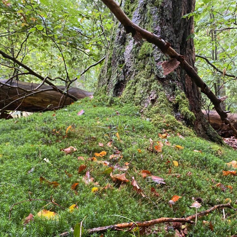 Moosbedeckte Erde um einen Baum im Wald, umgeben von grünen Blättern und Ästen.