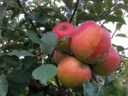 Rote Äpfel hängen an einem Baum zwischen grünen Blättern.