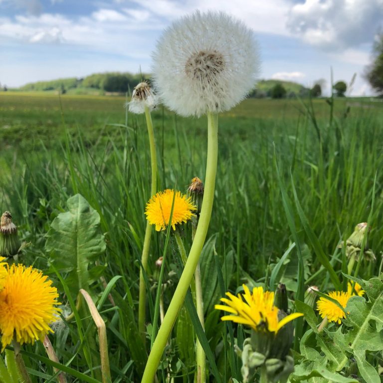 Löwenzahn und Pusteblumen wachsen in einer grünen Wiese unter einem blauen Himmel.