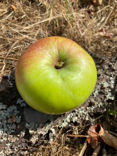 mittelgroß oder groß, grünweiß, festes Fruchtfleisch, saftig