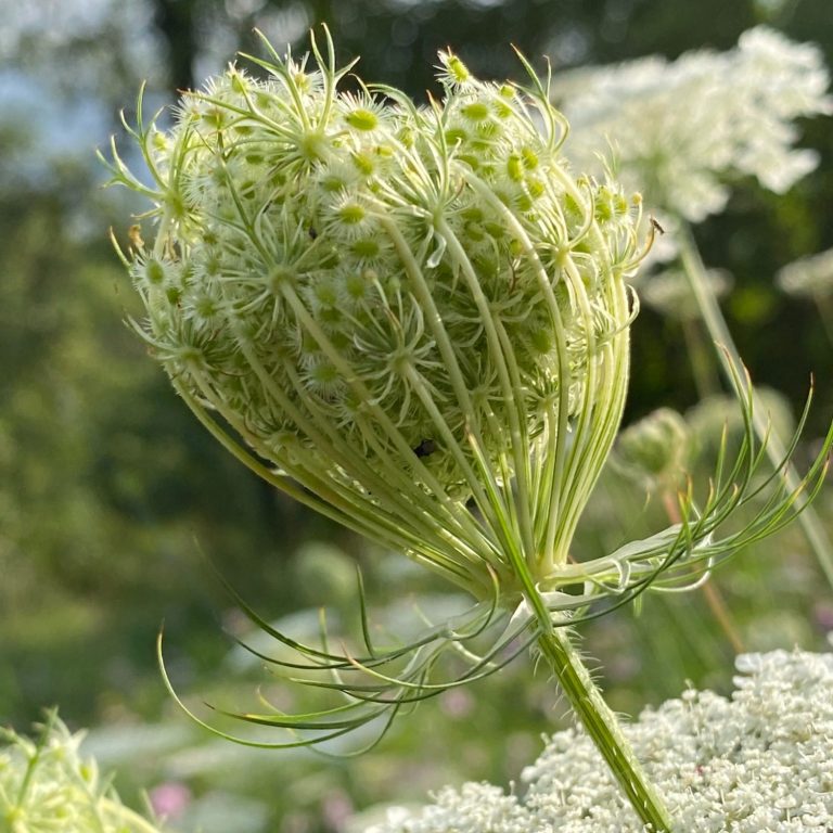 Weiße Blüte mit kugelförmigem, grünem Fruchtstand auf einem Pflanzenstängel.