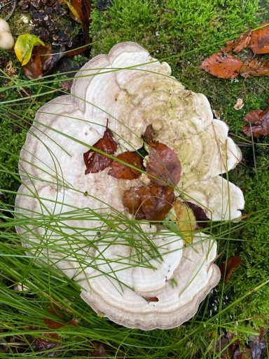 Große, weiße Pilzform mit bunten Blättern und grünem Moos drumherum.