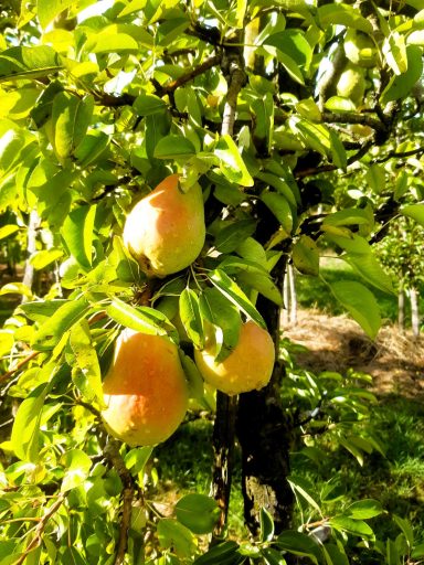 Reife Williams Birnen hängen an einem Baum voller grüner Blätter.