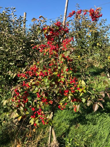 Ein roter Zierapfelsorte als Befruchter